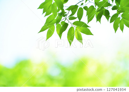 The season of fresh greenery The season of fresh greenery 127041934