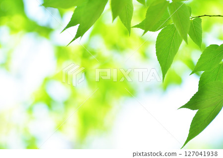 The season of fresh greenery 127041938