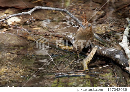 水邊鷦鷯 127042086