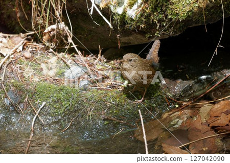 水邊鷦鷯 127042090