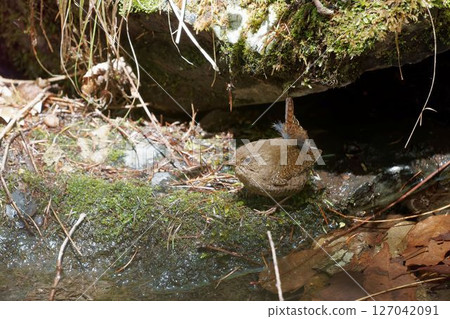 水邊鷦鷯 127042091