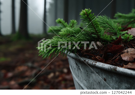 Fresh pine branches in a metal container, surrounded by misty forest in early morning light 127042244