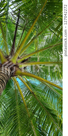Underside View of Palm Tree Fronds. Green Leaves and Blue Sky. Travel or Nature Concept. Underside View of Palm Tree Fronds. Green Leaves and Blue Sky. Travel or Nature Concept. 127042272