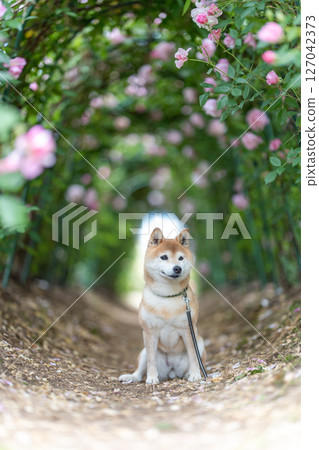 柴犬在玫瑰公園玩耍 可愛的柴犬 柴犬 Akane 127042373