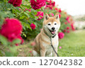 Shiba Inu playing in the rose park Cute Shiba Inu Shiba Inu Akane 127042382