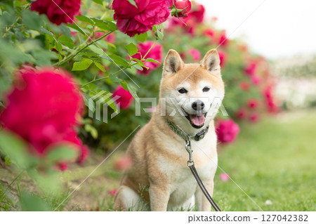 Shiba Inu playing in the rose park Cute Shiba Inu Shiba Inu Akane 127042382