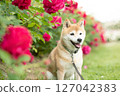 Shiba Inu playing in the rose park Cute Shiba Inu Shiba Inu Akane 127042383