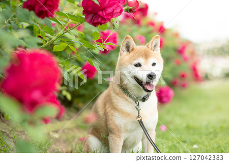 柴犬在玫瑰公園玩耍 可愛的柴犬 柴犬 Akane 柴犬在玫瑰公園玩耍 可愛的柴犬 柴犬 Akane 127042383