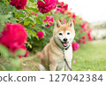 Shiba Inu playing in the rose park Cute Shiba Inu Shiba Inu Akane 127042384