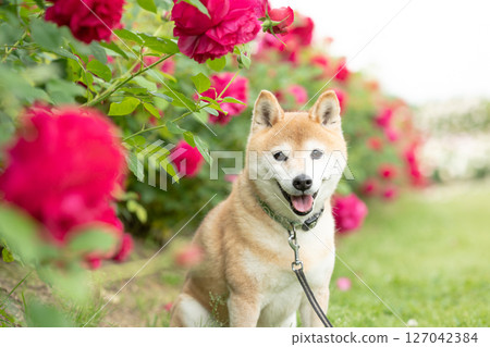 Shiba Inu playing in the rose park Cute Shiba Inu Shiba Inu Akane Shiba Inu playing in the rose park Cute Shiba Inu Shiba Inu Akane 127042384