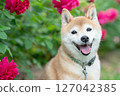 Shiba Inu playing in the rose park Cute Shiba Inu Shiba Inu Akane 127042385