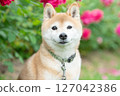 Shiba Inu playing in the rose park Cute Shiba Inu Shiba Inu Akane 127042386