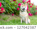 Shiba Inu playing in the rose park Cute Shiba Inu Shiba Inu Akane 127042387