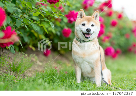 Shiba Inu playing in the rose park Cute Shiba Inu Shiba Inu Akane 127042387