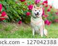 Shiba Inu playing in the rose park Cute Shiba Inu Shiba Inu Akane 127042388