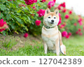 Shiba Inu playing in the rose park Cute Shiba Inu Shiba Inu Akane 127042389