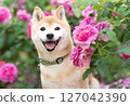 Shiba Inu playing in the rose park Cute Shiba Inu Shiba Inu Akane 127042390