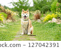 Shiba Inu playing in the rose park Cute Shiba Inu Shiba Inu Akane 127042391