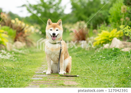 Shiba Inu playing in the rose park Cute Shiba Inu Shiba Inu Akane 127042391