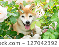 Shiba Inu playing in the rose park Cute Shiba Inu Shiba Inu Akane 127042392