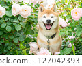 Shiba Inu playing in the rose park Cute Shiba Inu Shiba Inu Akane 127042393
