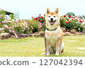 Shiba Inu playing in the rose park Cute Shiba Inu Shiba Inu Akane 127042394