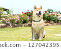 Shiba Inu playing in the rose park Cute Shiba Inu Shiba Inu Akane 127042395