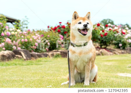 柴犬在玫瑰公園玩耍 可愛的柴犬 柴犬 Akane 127042395