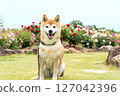 Shiba Inu playing in the rose park Cute Shiba Inu Shiba Inu Akane 127042396