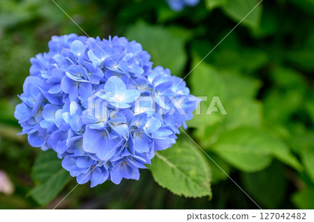Blue hydrangea 127042482
