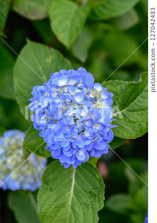Blue hydrangea 127042483
