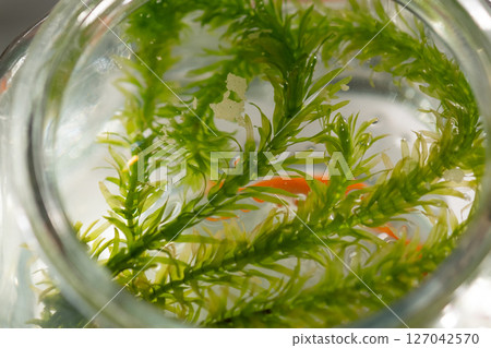 Image of aquatic plants in a goldfish bowl (stock photo) Image of aquatic plants in a goldfish bowl (stock photo) 127042570