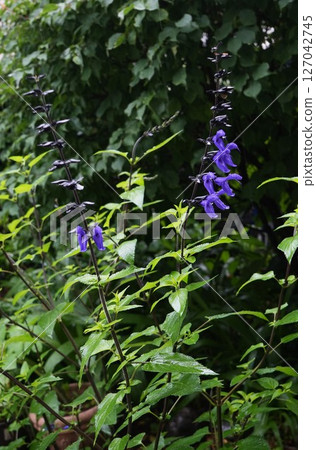 Blue-purple meadowsage flowers Blue-purple meadowsage flowers 127042745
