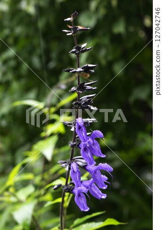 Blue-purple meadowsage flowers Blue-purple meadowsage flowers 127042746