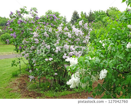 Sapporo Flower Spot: Kawashita Park: Lilacs after the Rain, Lilac, Sapporo City Flower Sapporo Flower Spot: Kawashita Park: Lilacs after the Rain, Lilac, Sapporo City Flower 127042760
