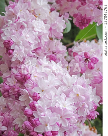 Sapporo Flower Spot: Kawashita Park: Lilacs after the Rain, Lilac, Sapporo City Flower 127042762