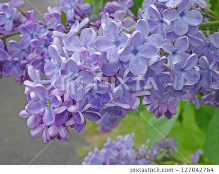 Sapporo Flower Spot: Kawashita Park: Lilacs after the Rain, Lilac, Sapporo City Flower Sapporo Flower Spot: Kawashita Park: Lilacs after the Rain, Lilac, Sapporo City Flower 127042764
