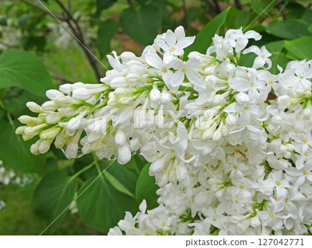 Sapporo Flower Spot: Kawashita Park: Lilacs after the Rain, Lilac, Sapporo City Flower Sapporo Flower Spot: Kawashita Park: Lilacs after the Rain, Lilac, Sapporo City Flower 127042771