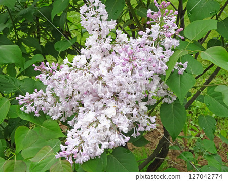 Sapporo Flower Spot: Kawashita Park: Lilacs after the Rain, Lilac, Sapporo City Flower Sapporo Flower Spot: Kawashita Park: Lilacs after the Rain, Lilac, Sapporo City Flower 127042774