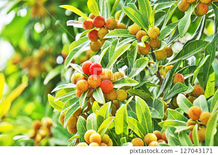 Bayberry fruit beginning to turn color (Summer, June) Bayberry fruit beginning to turn color (Summer, June) 127043171