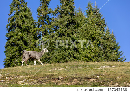 Alpaca at Alpe di Siusi in Southtyrol, Italy Alpaca at Alpe di Siusi in Southtyrol, Italy 127043188