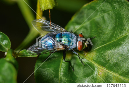 Green bottle fly resting on green leaf in natural light 127043313