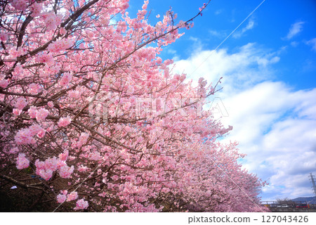 Kanto - Spring cherry blossoms - Sweet scent of cherry blossoms - Image of the Ashigara Cherry Blossom Festival at Ichinoseki Harane Venue - Minamiashigara City, Kanagawa Prefecture (1) 127043426