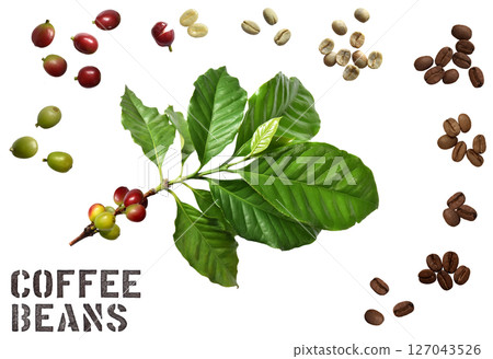 Coffee leaves, berries, raw beans, roasted beans, cut-outs without shadows Coffee leaves, berries, raw beans, roasted beans, cut-outs without shadows 127043526