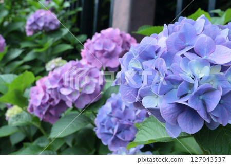 Colorful hydrangeas wet with rain 127043537