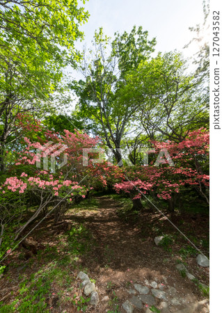 Scenery of azaleas and fresh greenery on a mountain path in Nasu Highlands 127043582