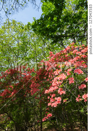 Looking up at the vibrant greenery of Nasu Highlands 127043583