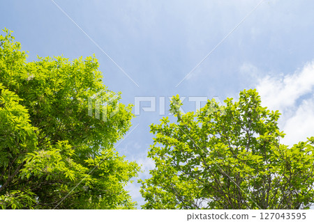 Looking up at the vibrant greenery of Nasu Highlands Looking up at the vibrant greenery of Nasu Highlands 127043595