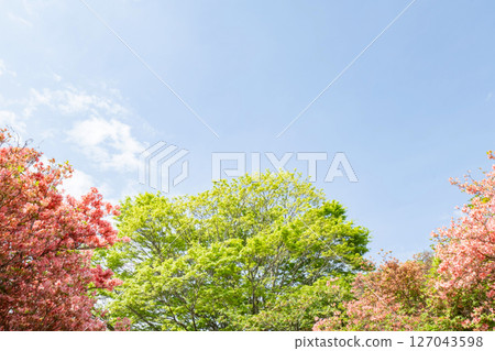 A view of the vibrant greenery and azaleas of Nasu Highlands A view of the vibrant greenery and azaleas of Nasu Highlands 127043598