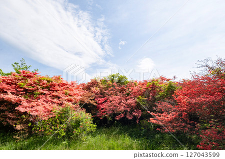 Scenery of azaleas and fresh greenery on a mountain path in Nasu Highlands Scenery of azaleas and fresh greenery on a mountain path in Nasu Highlands 127043599